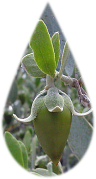 jojoba