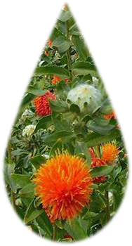 safflower