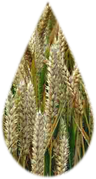 wheat_germ
