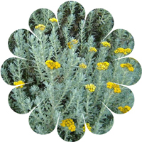 Immortelle (Helichrysum) immortelle