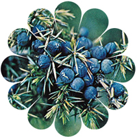 juniper_berry