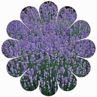 Lavender lavender