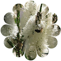 Tea Tree tea_tree