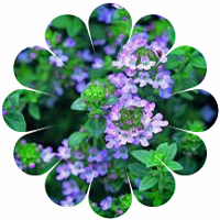 thyme