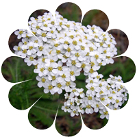 yarrow