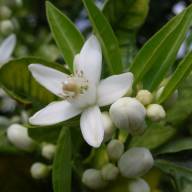 Neroli