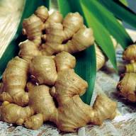 Ginger