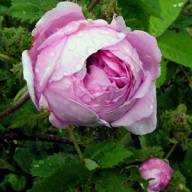 Rose, Cabbage