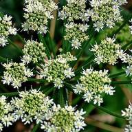 Caraway