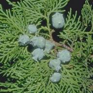 Cypress
