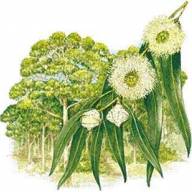 Eucalyptus
