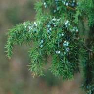 Juniper Berry